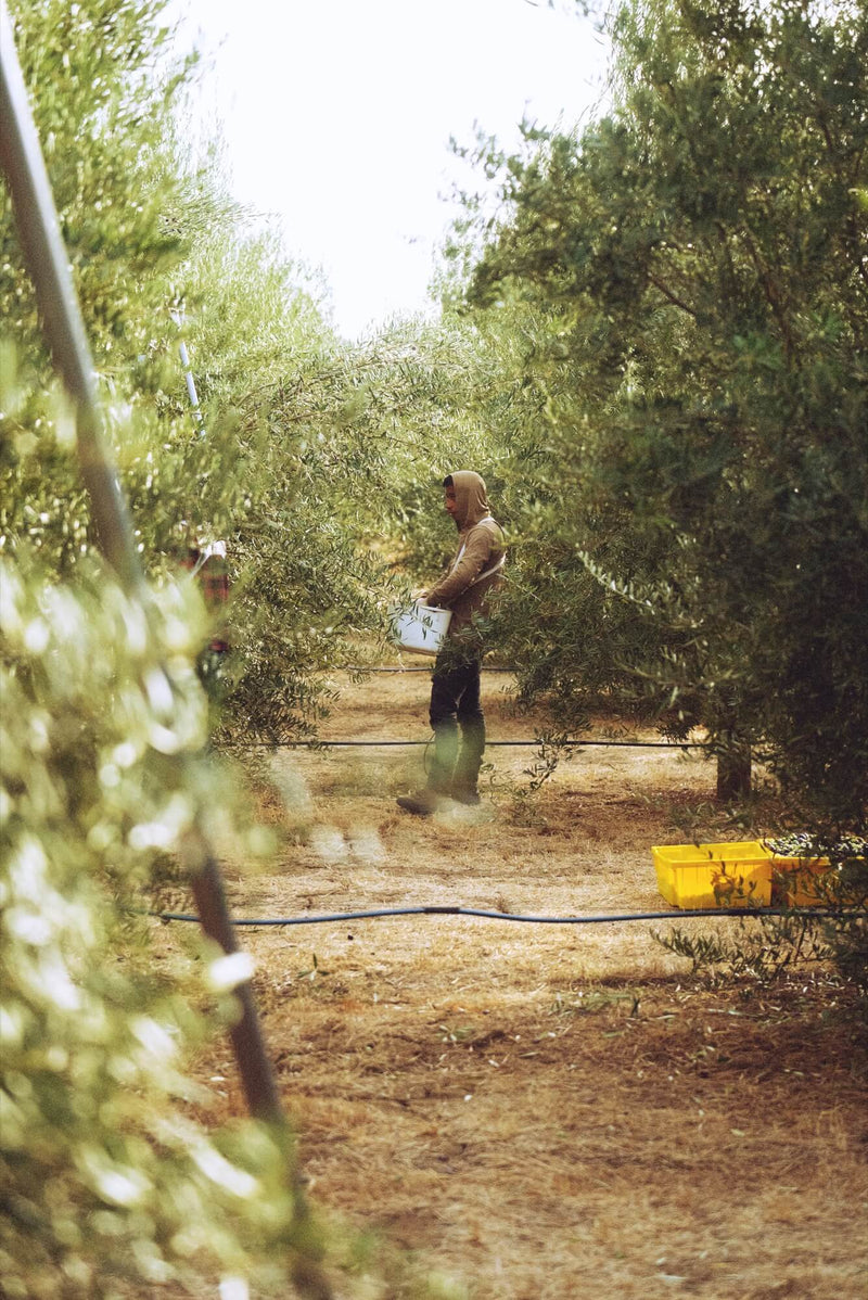 Discovering Coratina: The Rise of Olive Oil Varietals in America