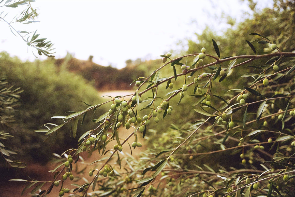 The Benefits of Polyphenols in Extra Virgin Olive Oil
