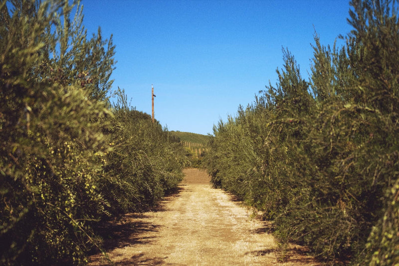 Blended Olive Oils: What They’re Hiding—And Why The Virgin Organic Stands Apart