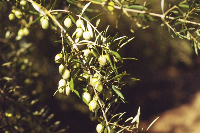 Meet the Picual: A Legendary Olive with a Fresh California Twist